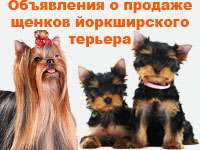 Клубные щенки пород Йоркширский терьер и Чихуахуа Клубные щенки пород Йоркширский терьер и Чихуахуа