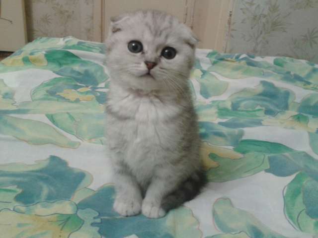 Шикарные шотландские котята Шикарные шотландские котята