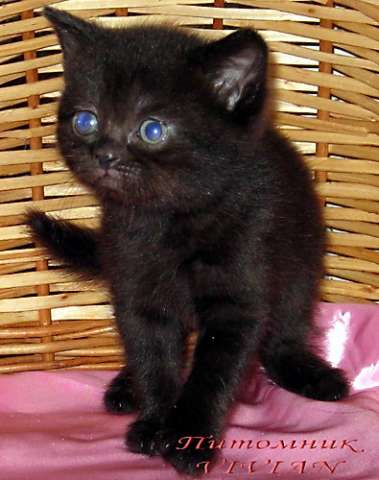 Британские черные котята из питомника VIVIAN. Британские черные котята из питомника VIVIAN.