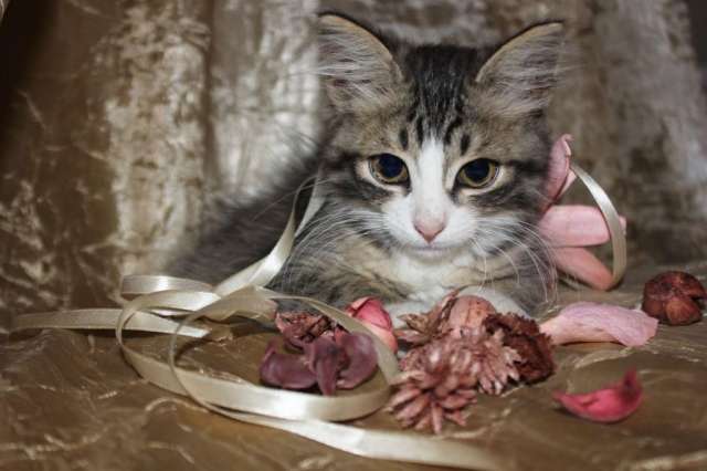 Отдается в дар очаровательный котенок! Отдается в дар очаровательный котенок!