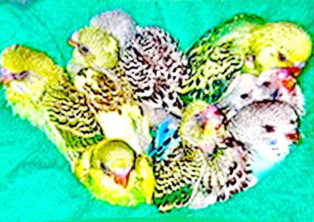 Волнистые попугаи птенцы и подрощенные птицы.