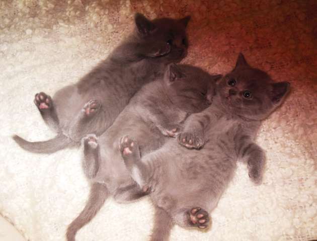 Британские котята