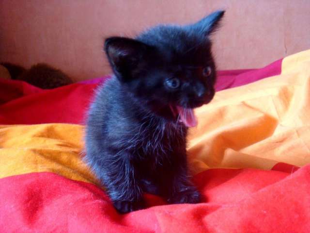 Дерзкий черный котенок!
