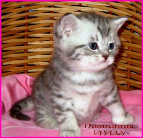 Британские вискас котята из питомника VIVIAN. Британские вискас котята из питомника VIVIAN.