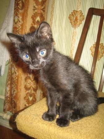 Черный котик ищет хозяев!!! Черный котик ищет хозяев!!!