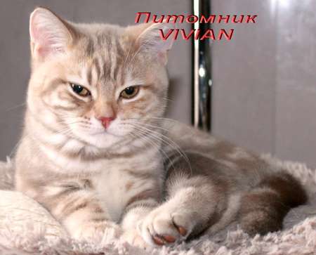  Британские мраморные котята из питомника VIVIAN.