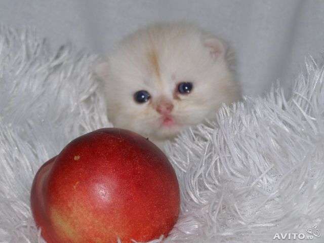 британские котята британские котята