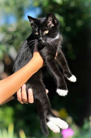 котенок Джексон ищет дом котенок Джексон ищет дом