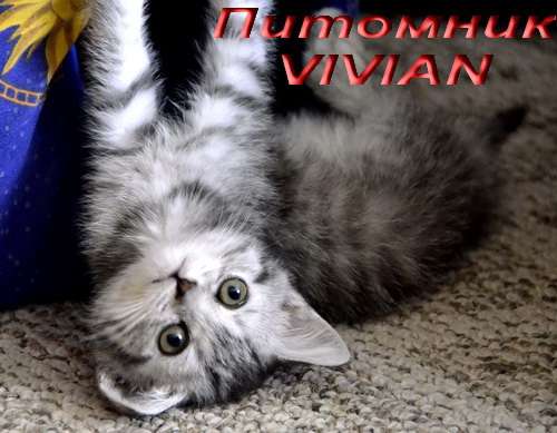 Британские вискас котята из питомника VIVIAN. 