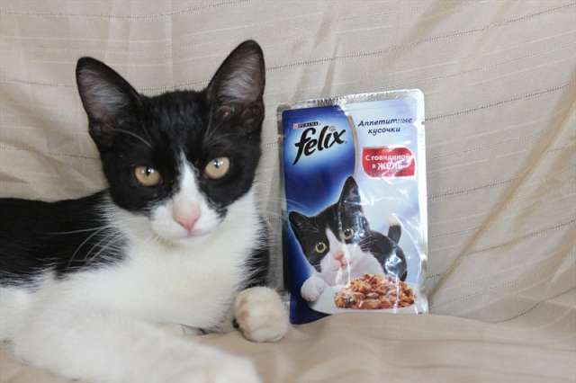 Котенок Феликс – не котенок, а мечта! Котенок Феликс – не котенок, а мечта!