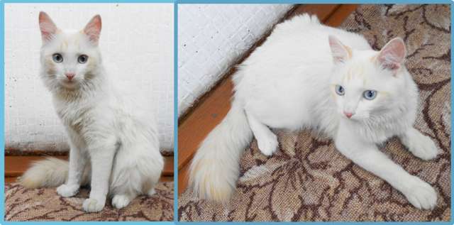 Отдам кота Отдам кота