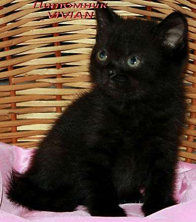 Британские черные котята из питомника VIVIAN. Британские черные котята из питомника VIVIAN.