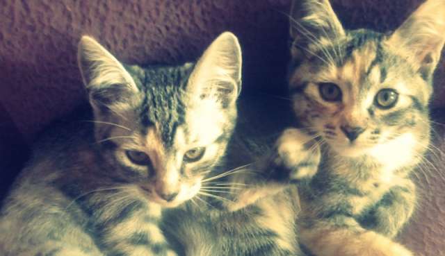 Отдам в добрые руки котят) Отдам в добрые руки котят)