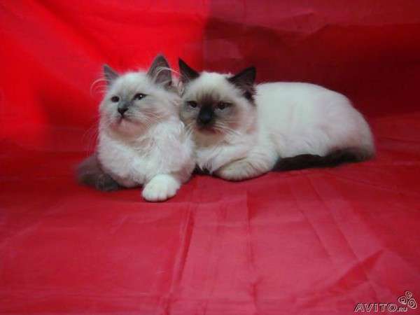 котята Рэгдолл котята Рэгдолл