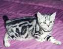 Британские котята