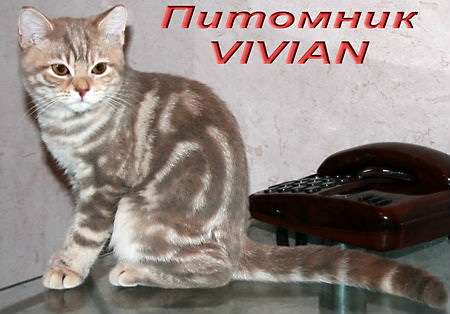 Британские мраморные котята из питомника VIVIAN. Британские мраморные котята из питомника VIVIAN.