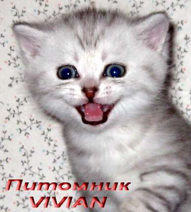 Британские клубные вискас котята из питомника VIVIAN Британские клубные вискас котята из питомника VIVIAN