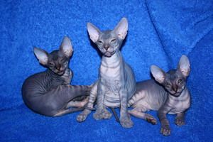 котята донкого сфинкса котята донкого сфинкса
