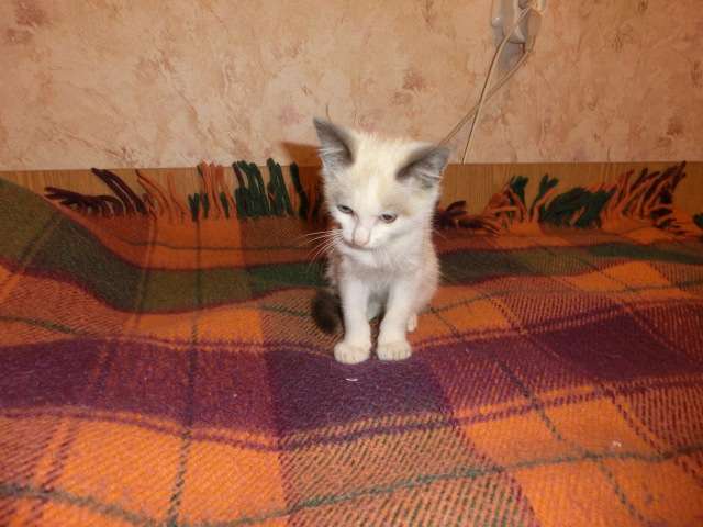 отдадим котика 1 месяц отдадим котика 1 месяц