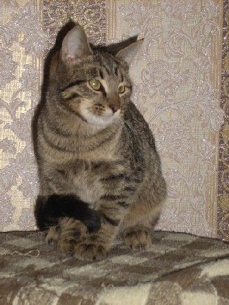 Европейский короткошерстный Европейский короткошерстный