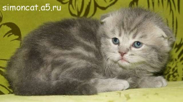 Шотландские котята - Тушино Шотландские котята - Тушино