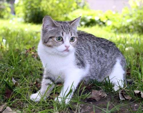 британские котята, кошечка шиншилла би-колор зеленоглазая