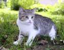 британские котята, кошечка шиншилла би-колор зеленоглазая
