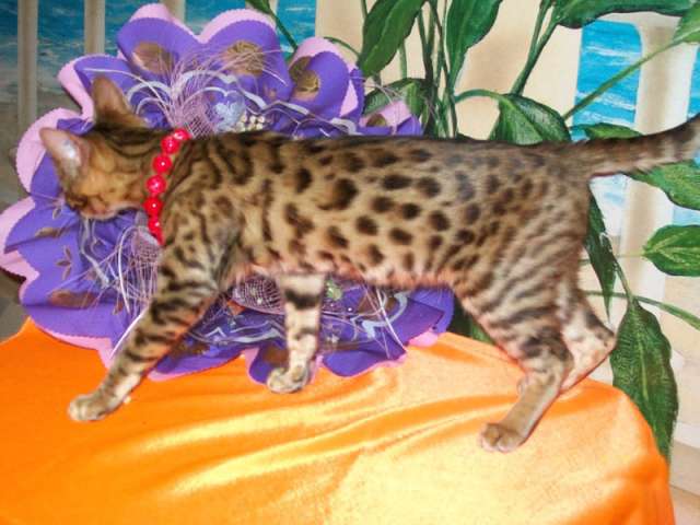 Бенгальские котята розетка на золоте с док-ми Бенгальские котята розетка на золоте с док-ми