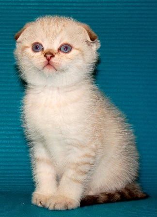 Скоттиш фолд Скоттиш фолд