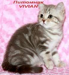 Британские мраморные котята из питомника VIVIAN. Британские мраморные котята из питомника VIVIAN.