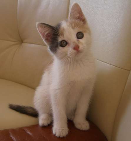 Красивый Котёнок девочка в добрые руки! 2 месяца. Красивый Котёнок девочка в добрые руки! 2 месяца.