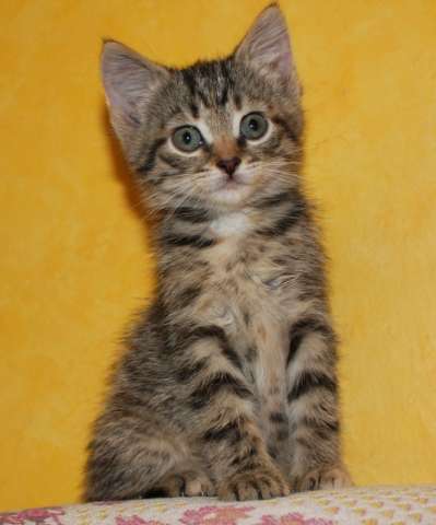 Котята в добрые руки Котята в добрые руки
