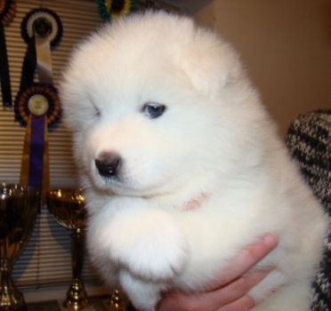 Продаю щенки -samoyed Продаю щенки -samoyed