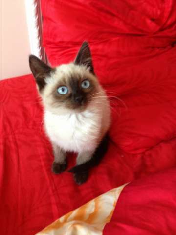 Красивые котятки в добрые руки Красивые котятки в добрые руки