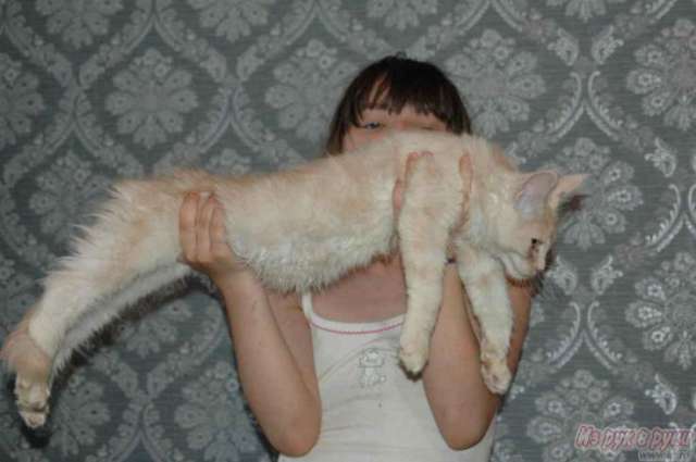 Мейн кун.Крупный котенок Мейн кун.Крупный котенок