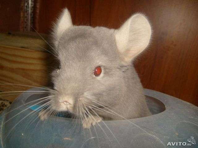 Шиншиллы Шиншиллы