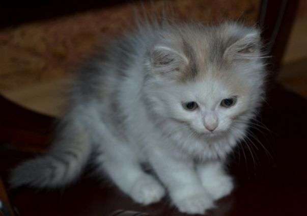 Отдам котенка. Отдам котенка.