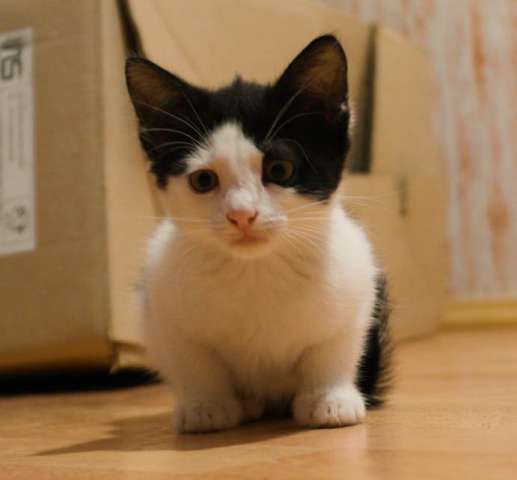 Девочка-котенок,которой негде жить.. Девочка-котенок,которой негде жить..