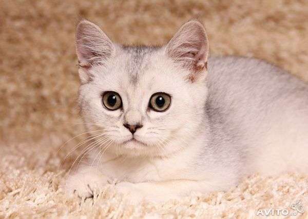 Шотландский прямоухий котик окрас тиккированный Шотландский прямоухий котик окрас тиккированный