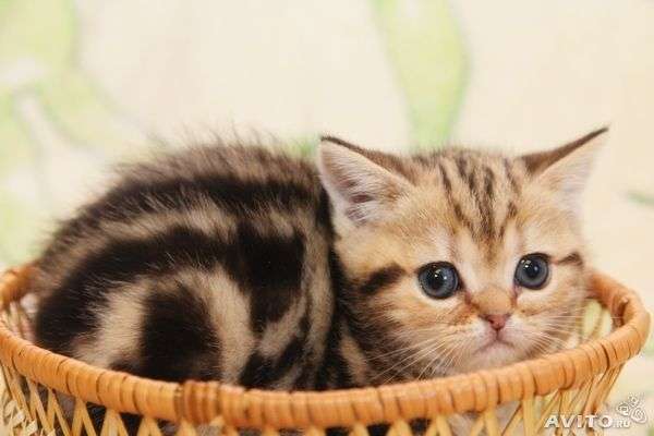 Британские котята Черный мрамор на золоте Британские котята Черный мрамор на золоте