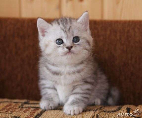 Шотландский прямоухий котенок Пятно на серебре Шотландский прямоухий котенок Пятно на серебре