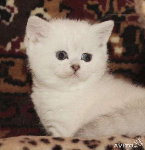 Британский котенок с голубыми глазами Британский котенок с голубыми глазами