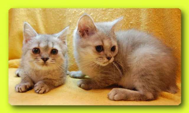 Шотландские котята.2 500 руб. Шотландские котята.2 500 руб.