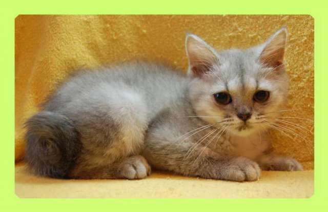 Шотландские котята. 2500 руб. Шотландские котята. 2500 руб.