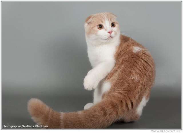 Шотландские котята Шотландские котята