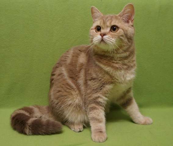 Британские котята из питомника Британские котята из питомника
