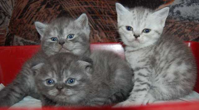 Шотландские котята. 2000 руб. Шотландские котята. 2000 руб.