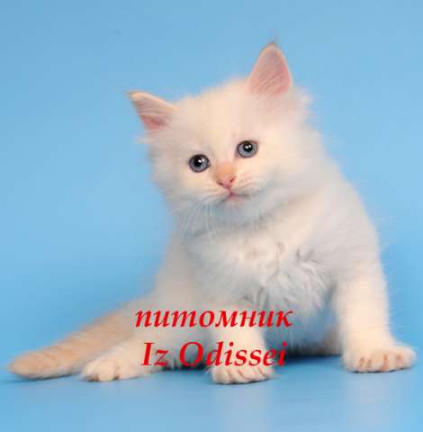Сибирские БЕЛЫЕ котята с ГОЛУБЫМИ глазами Сибирские БЕЛЫЕ котята с ГОЛУБЫМИ глазами