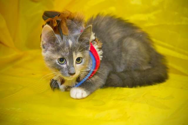 Котенок Веснушка в добрые руки Котенок Веснушка в добрые руки