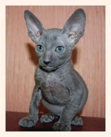 Корниш рекс - кудрявые котята. Корниш рекс - кудрявые котята.